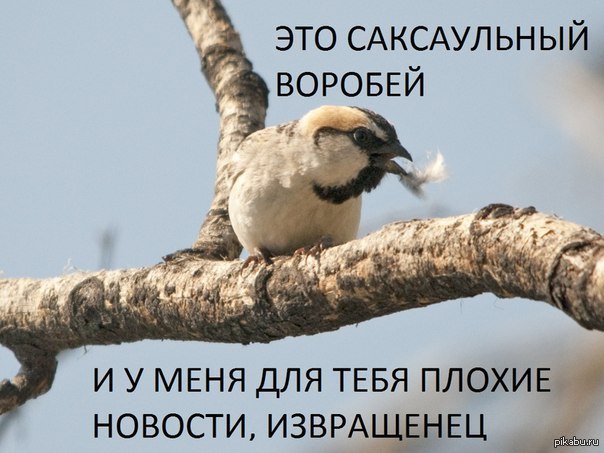 Воробушек социофобушек. Саксаульный Воробей. Мем про воробушка социофобушка. Воробушек сегодня никак