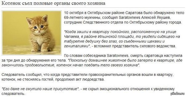 Парень съел котенка