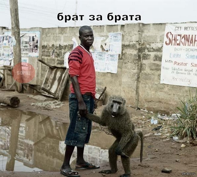 Обезьяна негр