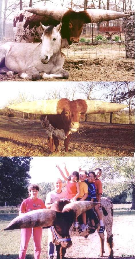 The biggest horns in the world - Pictures and photos