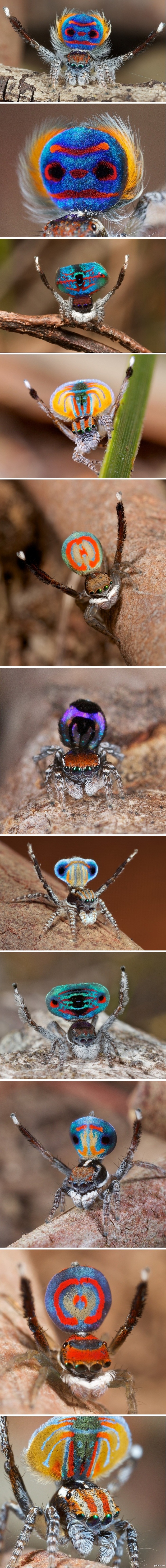 -  Maratus Volans    ,    5 