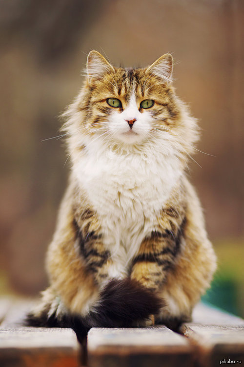 Котэ =) | Пикабу