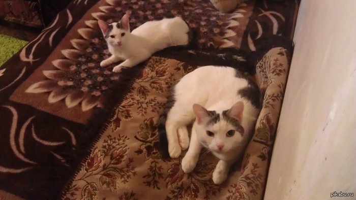 Вот такие очаровашки живут у моей бабушки)