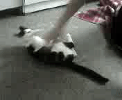 Кошка взорвалась. Кошка взрывается.