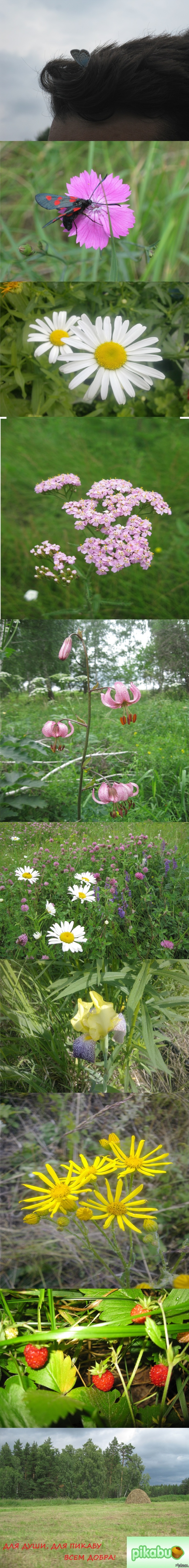 Всем летнего настроения! На улице уже весна, а значит все дружно ждем лето! P.S.не судите строго мой первый длиннопост)