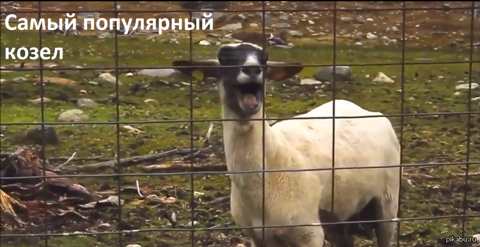 Самый популярный Козел