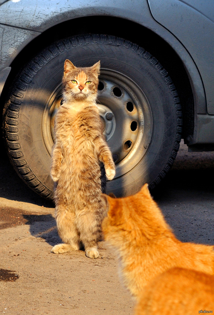 Рыжий сбежал. Котики приколы. Кот на колесе машины. Колесо для кота. Коты бегают.