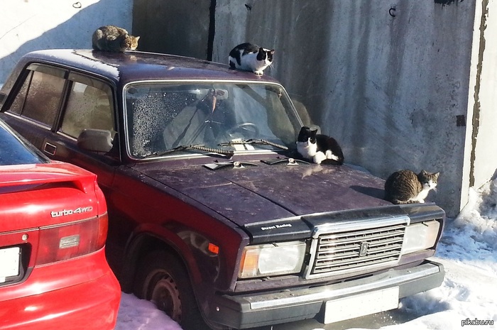 ���� ���������� ����� :3