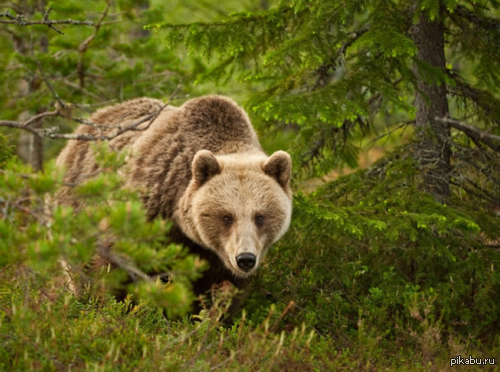 They are too afraid of us. - My, Russia, The americans, The Bears, Facebook