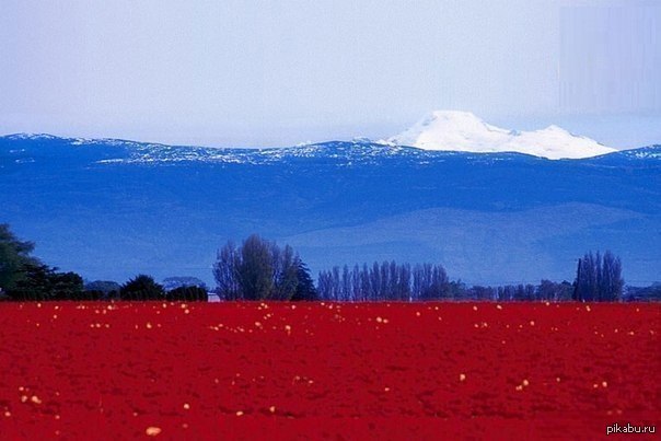 The natural colors of the Russian flag... - NSFW, Russia, Vital, Motherland, Good league, cat, Interesting