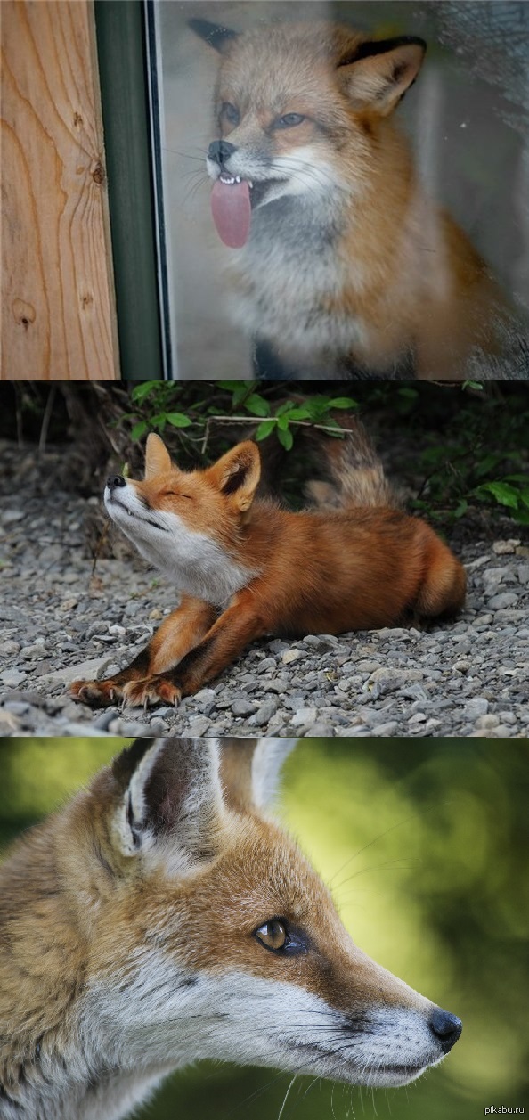 У меня для вас лисята, коммент для минусов и просьба поднять повыше