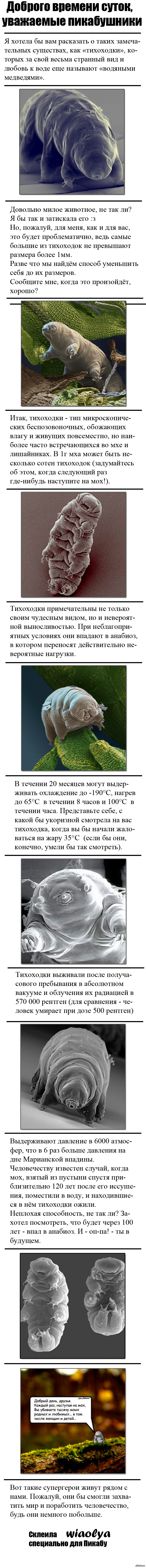 "Маленький водяной медведь"