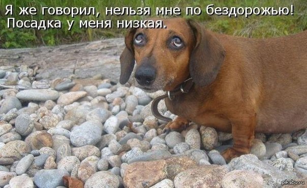 Подпись К Фото С Животными