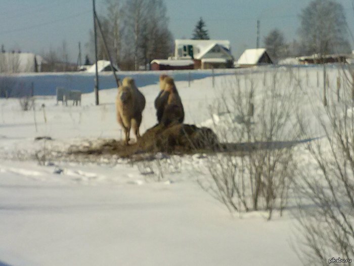 Путешествие домой