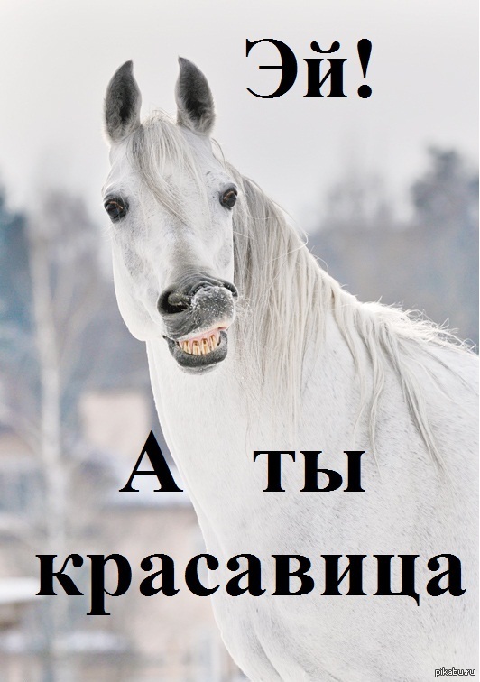 ���� ��������-���������� �����������!