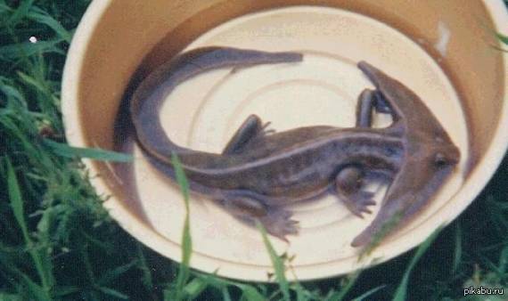 Дорогие пикабушники! А вы верите в любовь? В настоящую, бескорыстную, искреннюю, до гроба? И чтобы не в кино, а в реале??