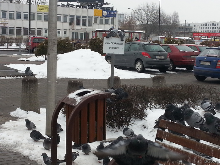 в Польше любят голубей )