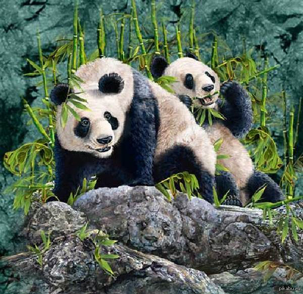 How many pandas can you find? - Panda, Головоломка