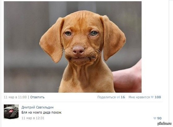Sometimes the comments are just amazing ;)) - NSFW, My, Comments, Animals, Dog, Grandfather