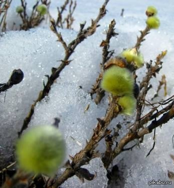 За полярным кругом весна