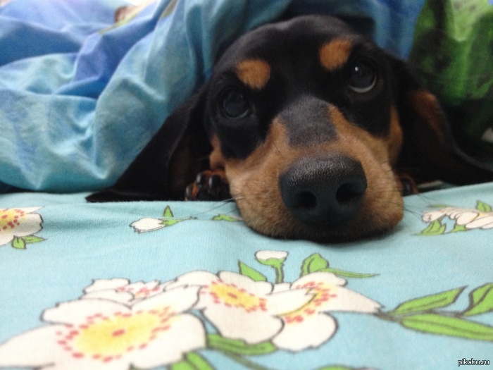 Моя очаровательная собака)