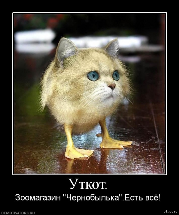 Уткот