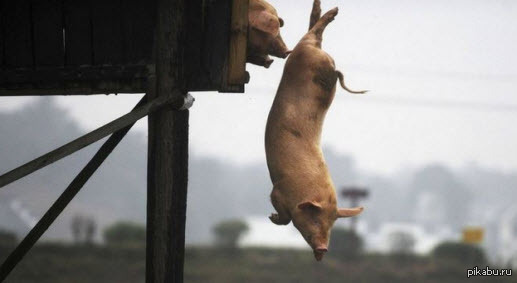 Escape from the pigsty - Evolution, Pig