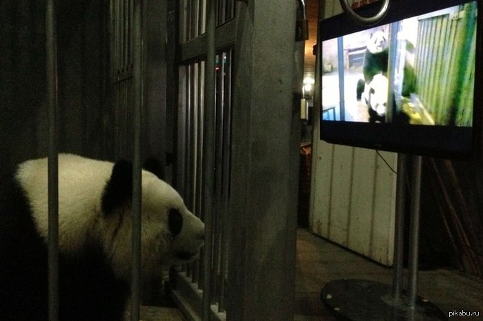 The Chinese are Chinese or panda porn. - NSFW, China, Panda