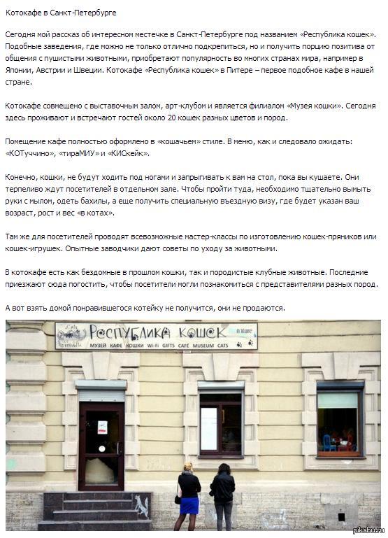 Котокафе в Санкт-Петербурге | Пикабу