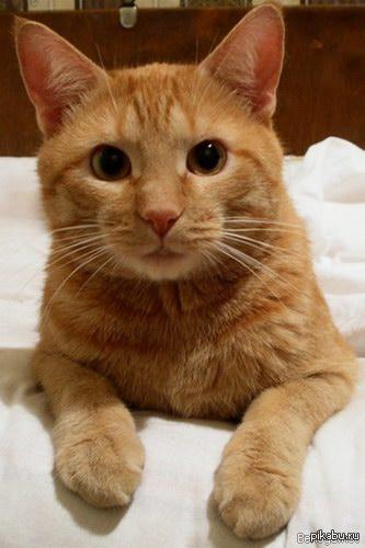 Заминусовали, кота вам)