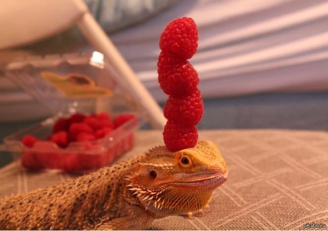 Concentration 80lvl - NSFW, My, Lizard, Berries