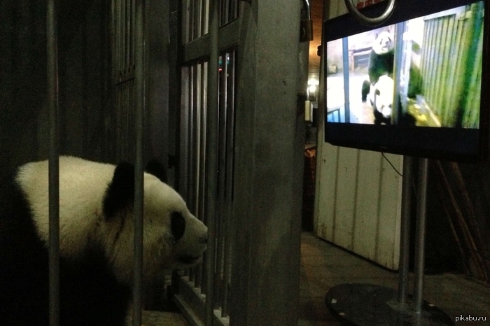Ling Ke, a female giant panda, watches her species mate. - NSFW, Panda, Porn
