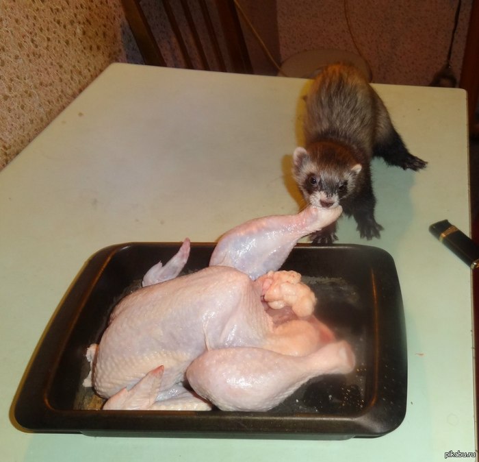 I'm not greedy! I'm stocky!!!! - My, Ferrets, Ferret, Pets