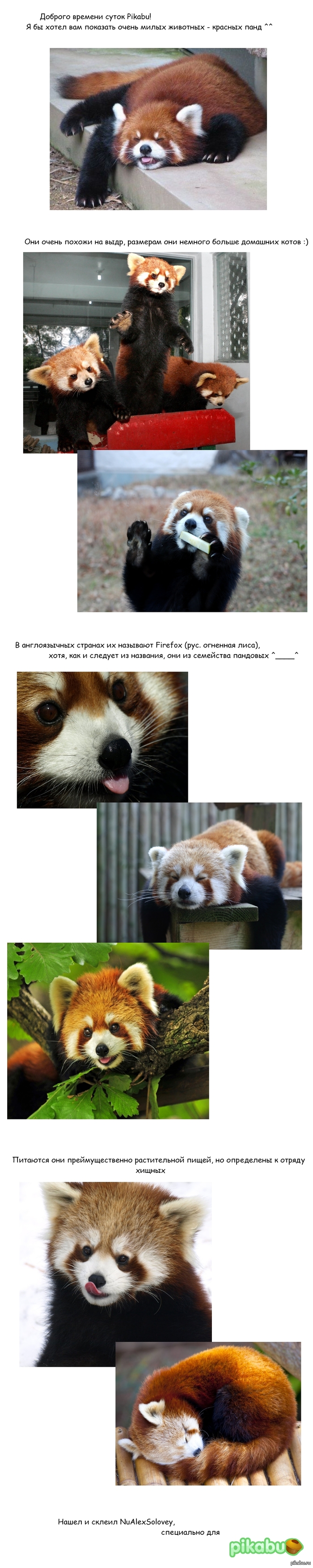    firefox`  ^___^         http://pikabu.ru/story/kunfu_pandyi__1092420 :) !     ! ()