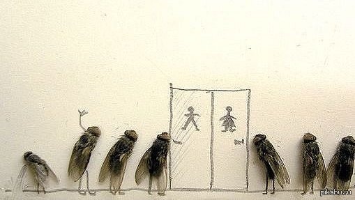 И опять мухи