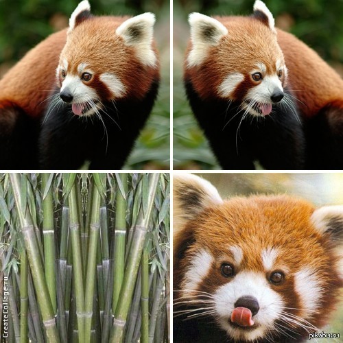 Панда Стэнли