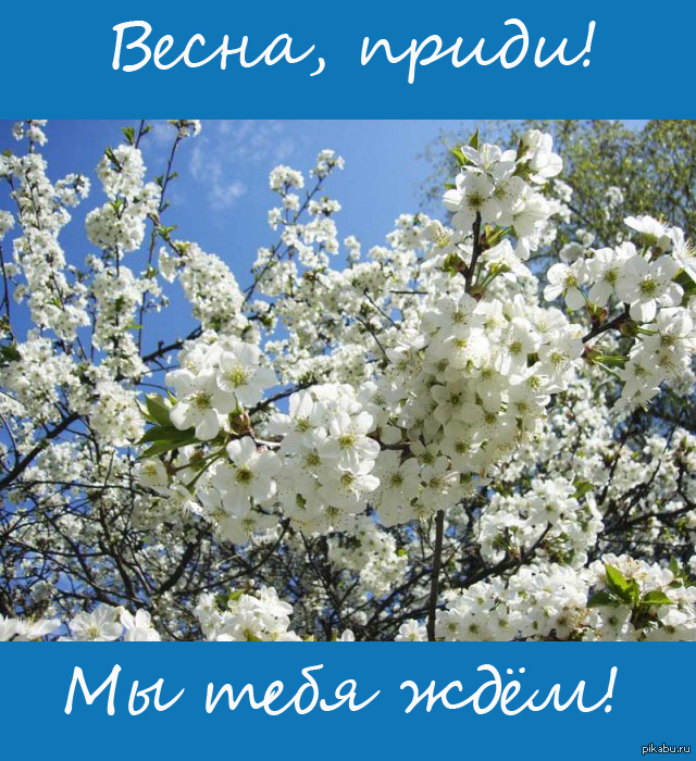 Видела цветущая. Весна цветет и пахнет. Весеннее цветение Родины моей. Восемнадцатая Весна. Цветет весной нежно пахнет.