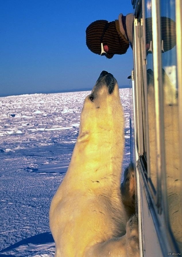 Медвежонок | Пикабу