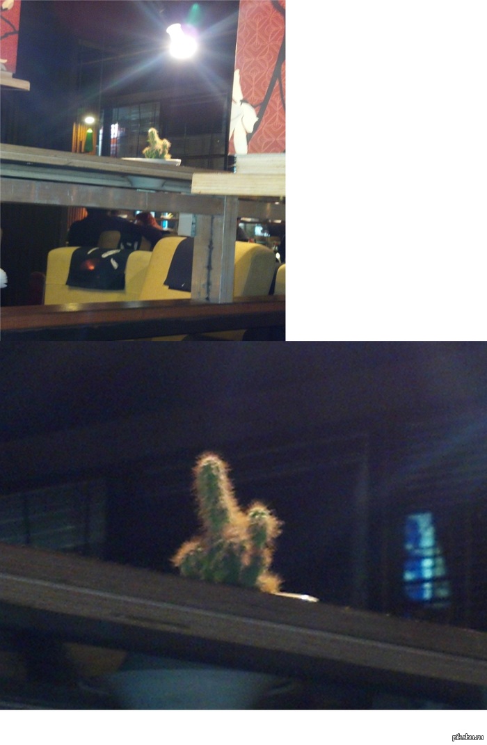 Это растение явно мне не радо