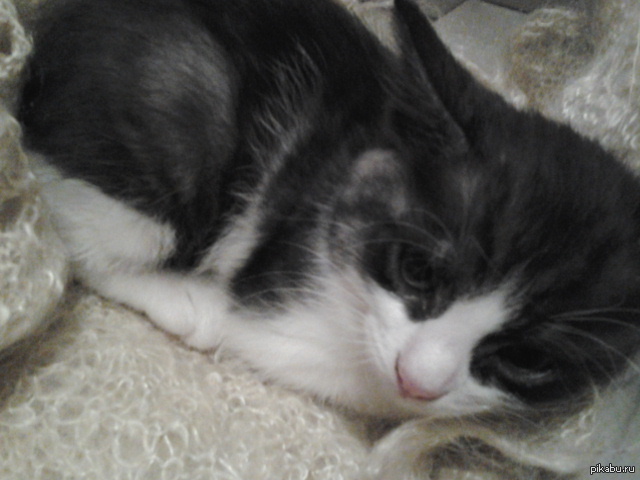 Мой новый кот