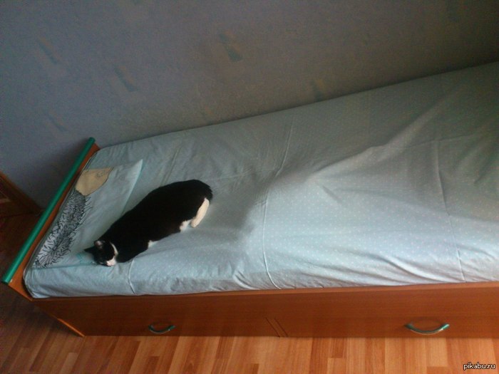 Моя кошка - идиот.