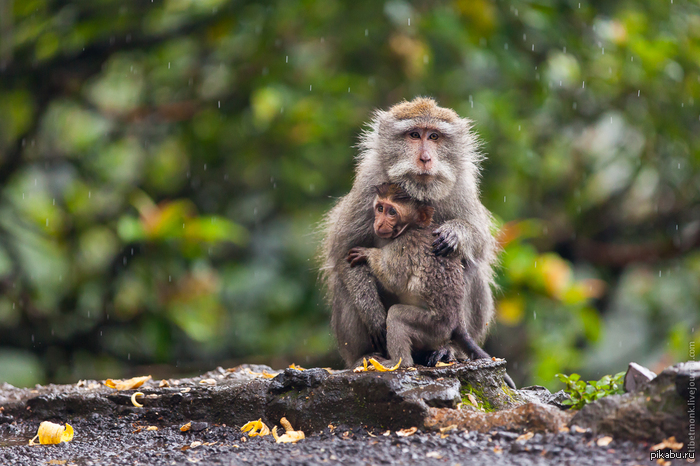 Two monkeys in the rain 