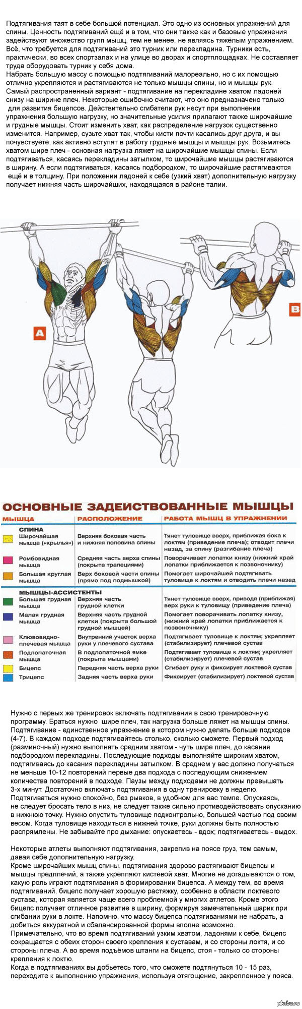 Подтягивания какие мышцы работают. Подтягивания широким хватом подходы. Подтягивания снизу к штанге. Подтягивание широким хватом мышцы стабилизаторы. Бицепс хват снизу.