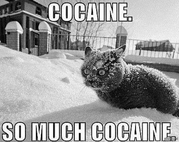 Kote. - cat, Cocaine, Snow