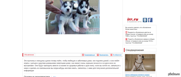 Искала щенка в дар, заинтересовало одно объявление