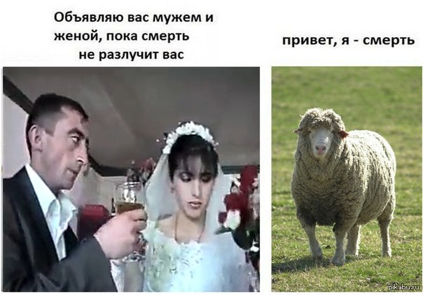 I prefer this option - Wife, Sheep