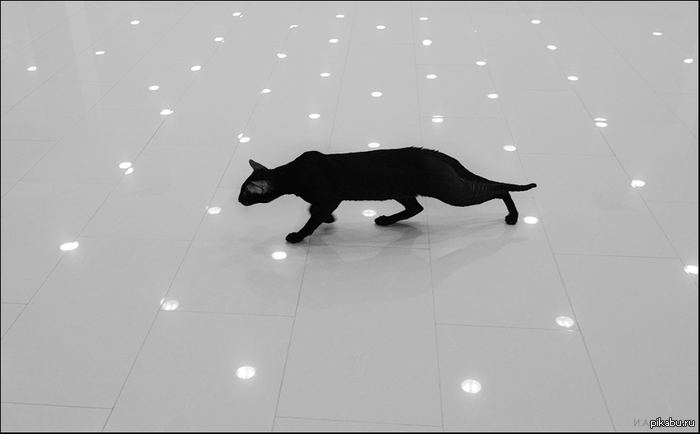 созвездие черного кота