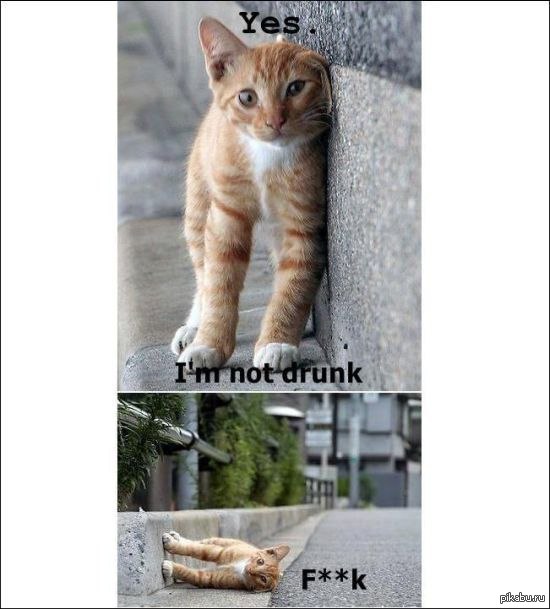 Забавный кот