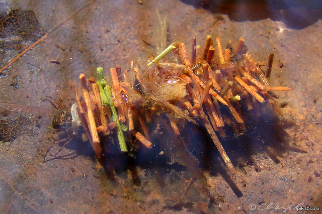 Unusual caddis houses - Insects, House