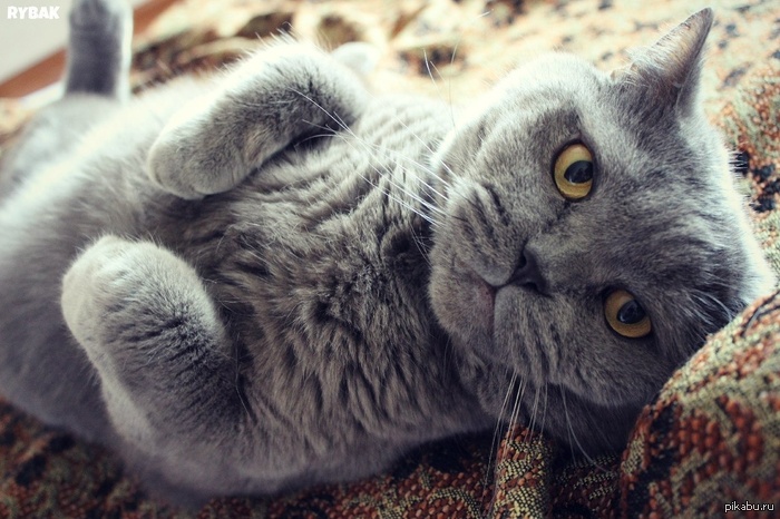 Вот вам котик :3